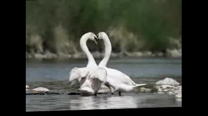 Yanni - Лебеди
