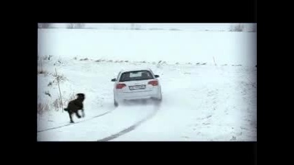 Audi Quattro vs Dog 