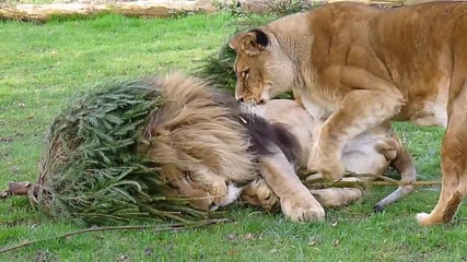 лъвът обича елхата си (смях)