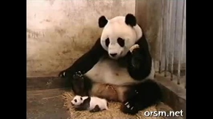 Бебе панда киха и стряска майка си 