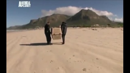 Animal Cops_ South Africa ep 2
