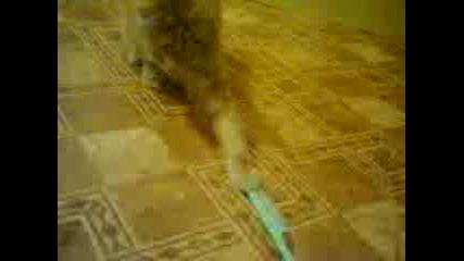 Котенце си играе 