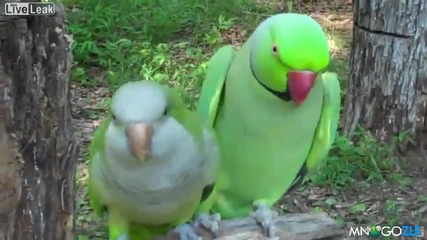 Нахален папагал си проси целувки