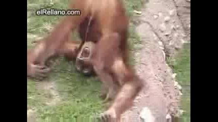 Маймуна пикае в устата си :d