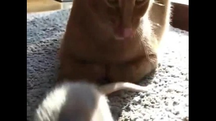 Котка живее с плъхове