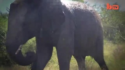 Петтонен слон разбива колата на туристи