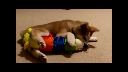 Akita Inu (11 weeks old) 