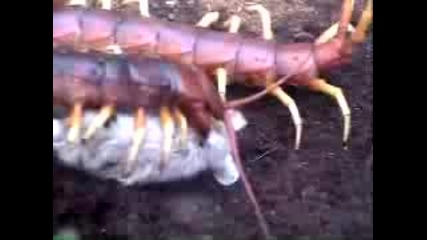 Scolopendra Eat Mouse