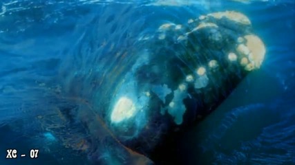 El Canto de la Ballena 