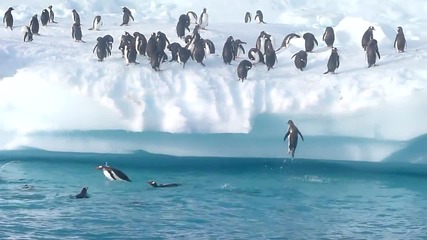 Пингвини скачачи