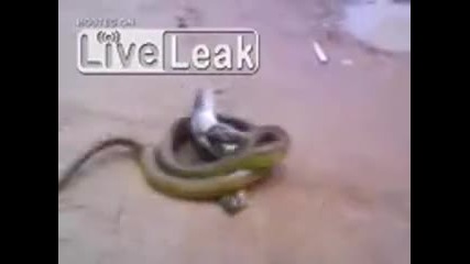 Змия и жаба