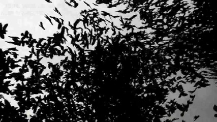 Mtv Crow 