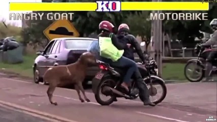 Агресивен козел напада хората на пътя!