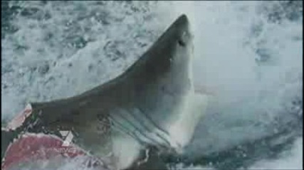 Shark attacks shark Queensland, Australia 