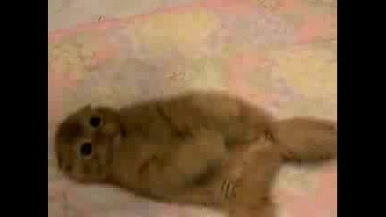 Най - Сладкото Коте На Света!!!