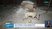 Нов случай на мъж и жена, заснемали как изтезават животни и продавали видеата
