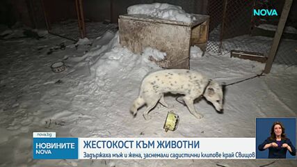 Нов случай на мъж и жена, заснемали как изтезават животни и продавали видеата