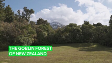 Вижте най-вълшебната гора на света