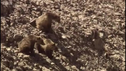 Fighting Grizzlies - Yellowstone - Bbc