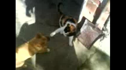 Dog Vs. Cat 
