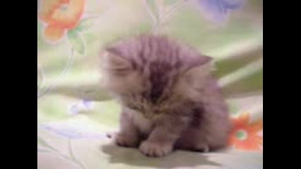 Cute_sleeping_kitten