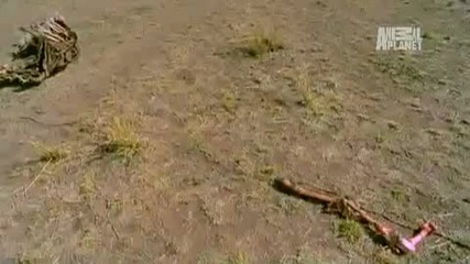 I. Predator - Crocodile Cool - Off 