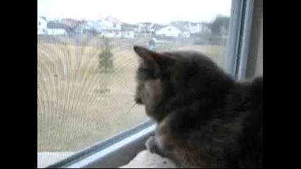 posessed cat