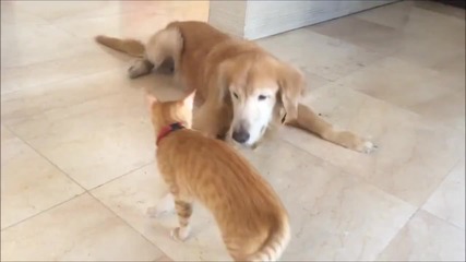 This Cat And Dog Have What You Might Call A Love