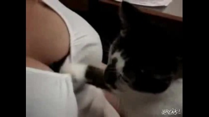 Котарака - Мъжкар