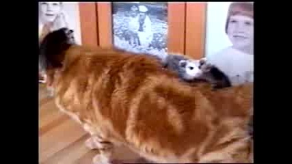 Мишки нападат котка,като канибали. :)