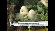 Великденска изложба с пъдпъдъкови и щраусови яйца в комбинация с пролетни цветя показват в Пловдив