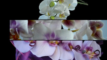 Бяла орхидея...нежна и чиста като любовта...