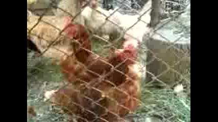 Dance koko6ka 2 4ast