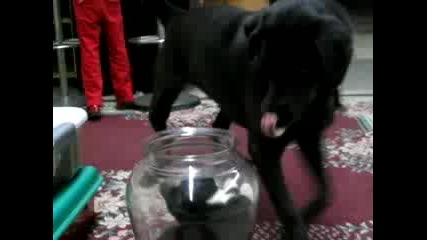 Много хитра котка :d 
