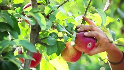 12 Любопитни факта за ябълките !