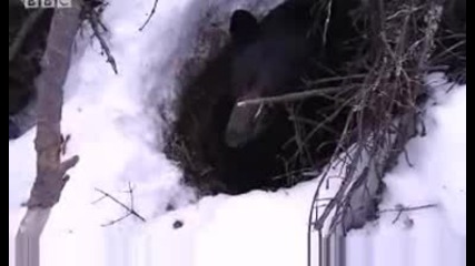 Black - Heart the hibernating bear - extreme animals - Bbc wildlife