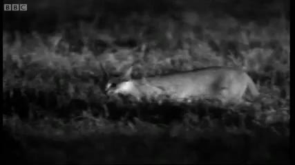 Wild cat love is in the air - Cats Under Serengeti Stars - Bbc Earth 