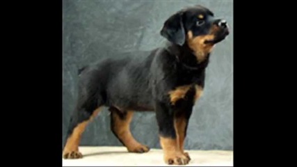 Rottweiler 