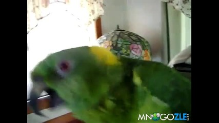 Пеещ папагал 