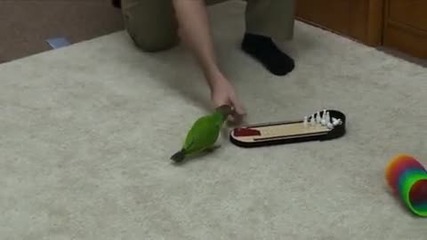 Супер умен папагал 