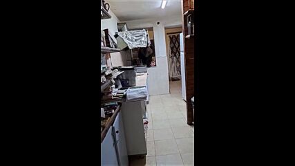 Мечка нахлу в къща за гости в Кресна