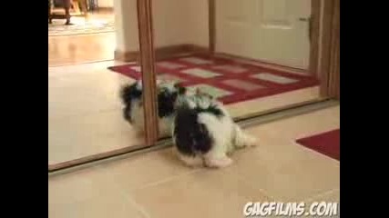 Puppy vs. Mirror