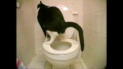 Котка Се Изхожда В Тоалетна Чиния