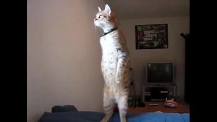 Много напушена котка (смях)