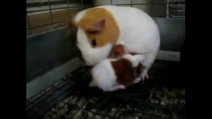 Baby Guinea Pigs and Their Mother 