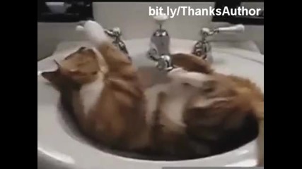 Смешни котки във водата