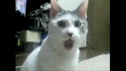 Котка Omg