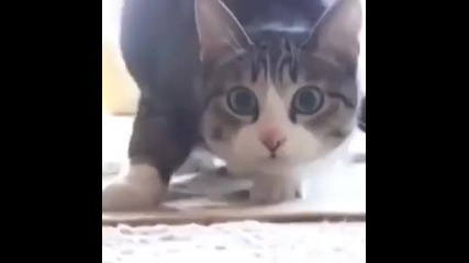 Сладурско! Коте не издържа на бийта на Wiggle, Wiggle