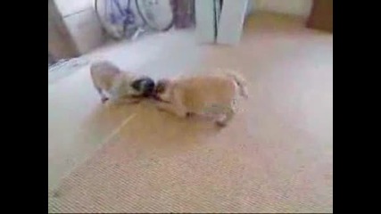 Куче Атакува Себе Си В Огледалото