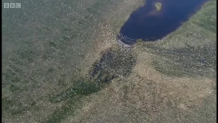 Красотата в природата - Ловуващи вълци [hd]